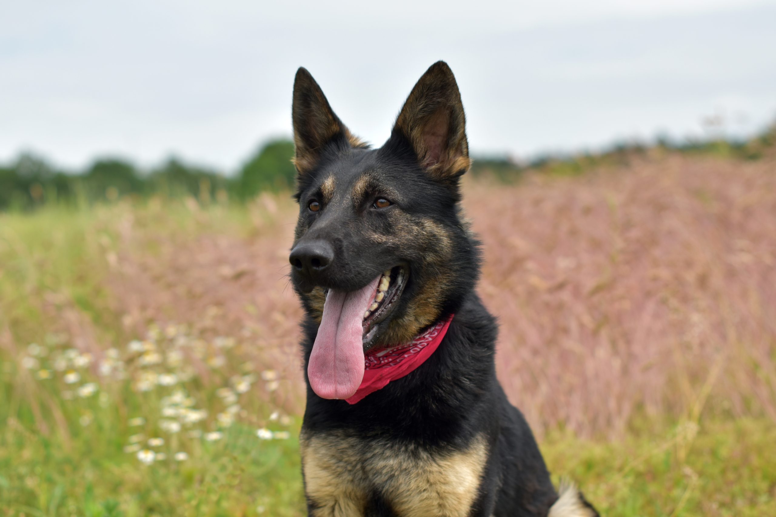misia-w-typie-owczarka-czeka-na-dom-w-schronisku-fundacja-schronisko